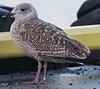 2cy argentatus in Jan-Febr, ringed in Russia.